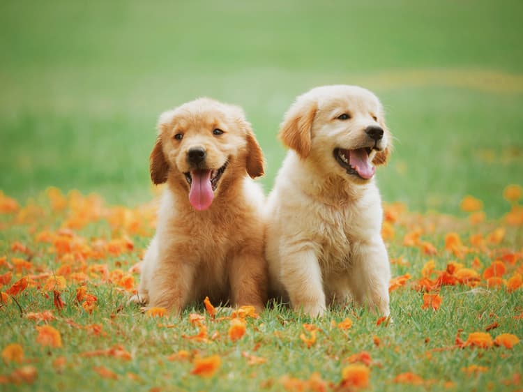 Displayed is a pair of very cute golden retriever puppies on a lawn seasoned with orange petals. They are looking at the camera with their tongues out. Click on the link hidden below to get to the next level.